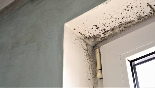 Best Mold Damage Restoration  in Cliffside Park, NJ