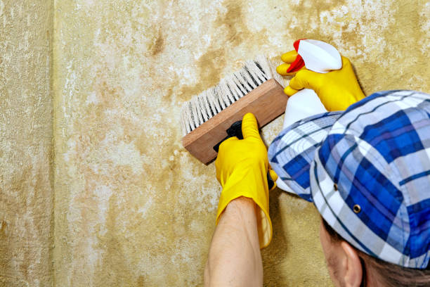 Best Asbestos and Lead Testing During Mold Inspection  in Cliffside Park, NJ