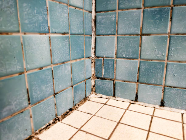 Best Comprehensive Air Testing for Mold Contaminants  in Cliffside Park, NJ