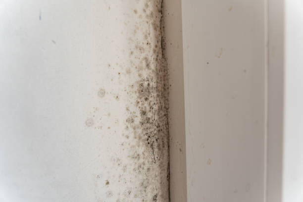 Best Crawl Space Mold Remediation  in Cliffside Park, NJ